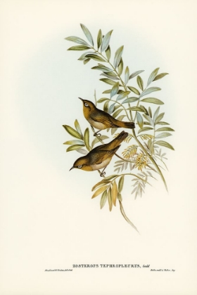 Picture of GREY-BREASTED ZOSTEROPS-ZOSTEROPS TEPHROPLEURUS