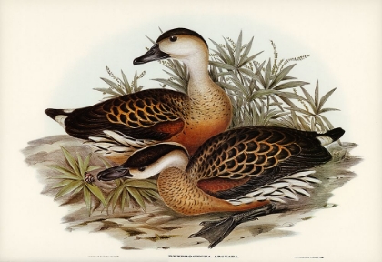 Picture of WHISTLING DUCK-DENDROCYGNA ARCUATA