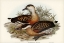 Picture of WHISTLING DUCK-DENDROCYGNA ARCUATA