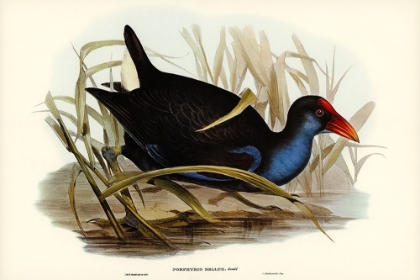 Picture of ZURE-BREASTED PORPHYRIO-PORPHYRIO BELLUS