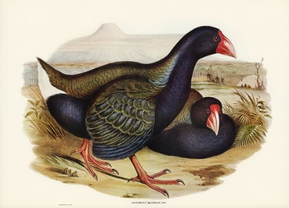 Picture of NOTORNIS-NOTORNIX MANTELLI