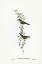 Picture of BLACK-RUMPED FINCH-ESTRELDA ANNULOSA