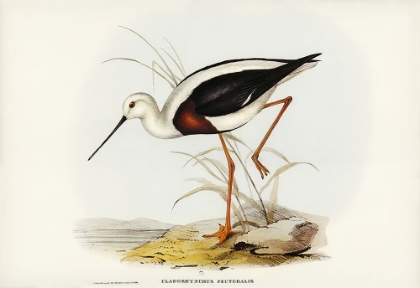 Picture of BANDED STILT-CHLADORHYNCHUS PECTORALIS