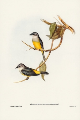 Picture of GREY-BREASTED ROBIN-EOPSALTRIA GRISEOGULARIS