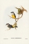 Picture of GREY-BREASTED ROBIN-EOPSALTRIA GRISEOGULARIS