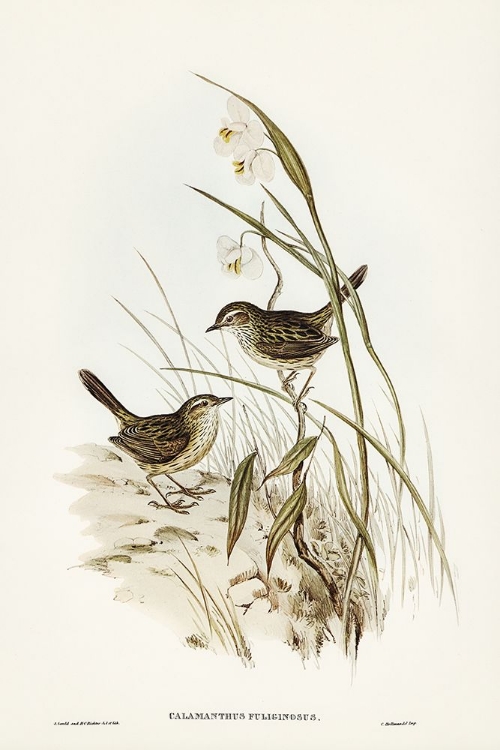 Picture of STRIATED REED LARK-ALAMANTHUS FULIGINOSUS