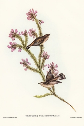 Picture of WESTERN GERYGONE-GERYGONE CULICIVORUS