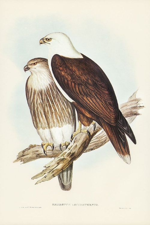 Picture of WHITE-BREASTED SEA EAGLE-HALIASTER LEUCOSTERNUS