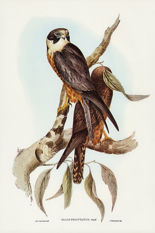 Picture of FALCON-FALCO FRONTATUS