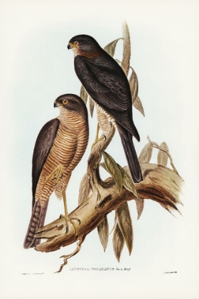 Picture of COLLAED SPARROW HAWK-ACCIPTER TORQUATUS