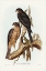 Picture of COLLAED SPARROW HAWK-ACCIPTER TORQUATUS