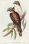 Picture of WESTERN BROWN HAWK-IERACIDEA OCCIDENTALIS