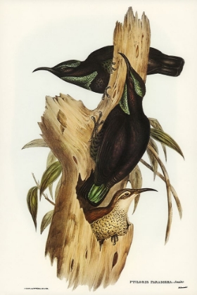 Picture of RIFLE BIRD-PTILORIS PARADISEUS
