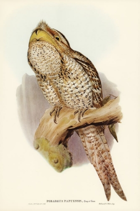 Picture of PAPUAN PODARGUS-PODARGUS PAPUENSIS