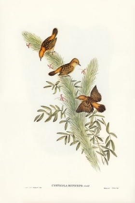 Picture of RUFOUS-HEADED WARBLER-CYSTICOLA RUFICEPS