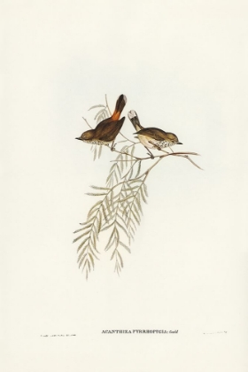 Picture of RED-RUMPED ACANTHIZA-ACANTHIZA PYRRHOPYGIA