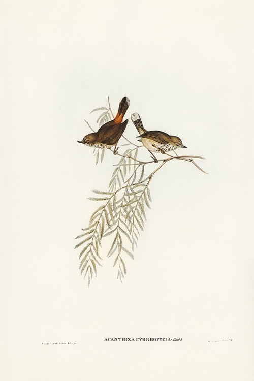 Picture of RED-RUMPED ACANTHIZA-ACANTHIZA PYRRHOPYGIA
