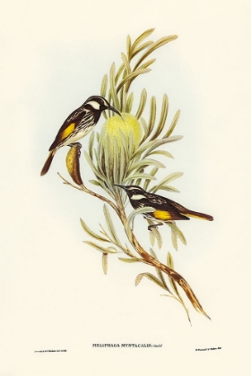 Picture of MOUSTACHED HONEY-EATER-MELIPHAGA MYSTACALIS