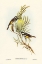 Picture of MOUSTACHED HONEY-EATER-MELIPHAGA MYSTACALIS