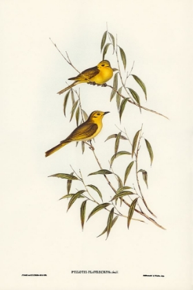 Picture of YELLOW-TINTED HONEY-EATER-PTILOTIS FLAVESCENS