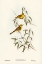 Picture of YELLOW-TINTED HONEY-EATER-PTILOTIS FLAVESCENS