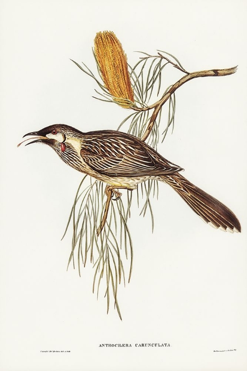 Picture of WATTLED HONEY-EATER-ANTHOCHAERA CARUNCULATA