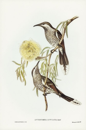 Picture of LUNULATED WATTLE BIRD-ANTHOCHAERA LUNULATA
