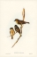 Picture of DUSKY ROBIN-PETROICA FUSCA