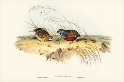 Picture of CHINESE QUAIL-SYNOICUS CHINENSIS