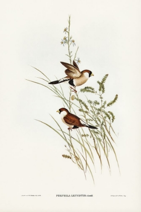 Picture of WHITE-EARED GRASS FINCH-POEPHILA LEUCOTIS