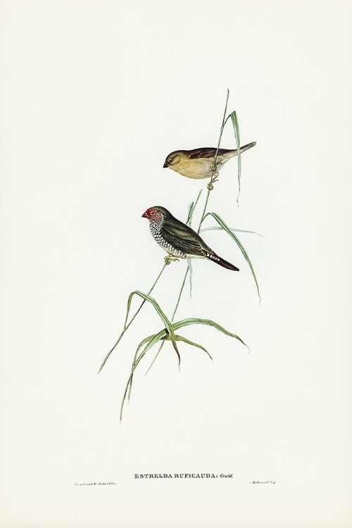 Picture of RED-TAILED FINCH-ESTRELDA RUFICAUDA