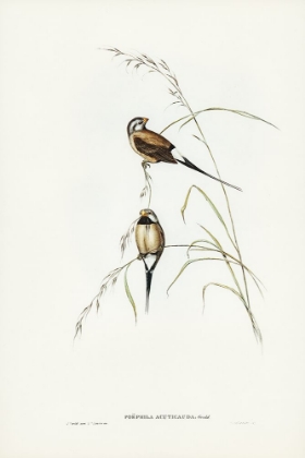 Picture of LONG-TAILED GRASS FINCH-POEPHILA ACUTICAUDA