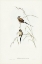 Picture of LONG-TAILED GRASS FINCH-POEPHILA ACUTICAUDA