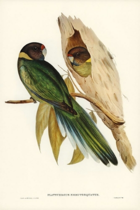 Picture of YELLOW-COLLARED PARAKEET-PLATYCERCUS SEMITORQUATUS