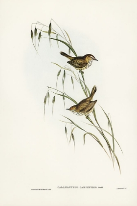 Picture of FIELD REED LARK-CALAMANTHUS CAMPESTRIS