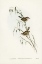 Picture of FIELD REED LARK-CALAMANTHUS CAMPESTRIS