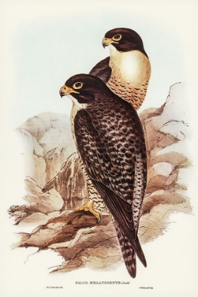 Picture of BLACK-CHEEKED FALCON-FALCO MELANOGENYS
