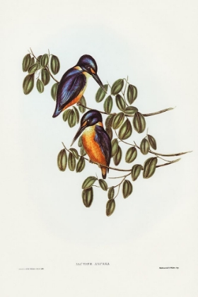 Picture of AZURE KINGFISHER-ALCYONE AZUREA