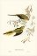 Picture of ELEGANT GRASS-PARAKEET-EUPHEMA ELEGANS
