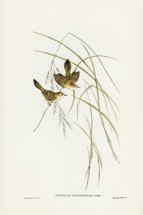 Picture of LINEATED WARBLER-CYSTICOLA LINEOCAPILLA