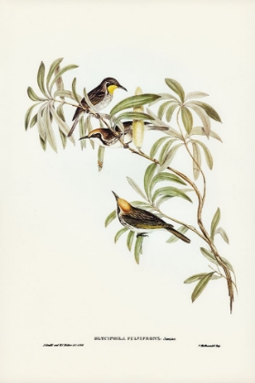 Picture of FULVOUS-FRONTED HONEY-EATER-GLYCIPHILA FULVIFRONS
