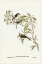 Picture of FULVOUS-FRONTED HONEY-EATER-GLYCIPHILA FULVIFRONS