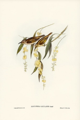 Picture of BROWN HONEY-EATER-GLYCIPHILA OCULARIS