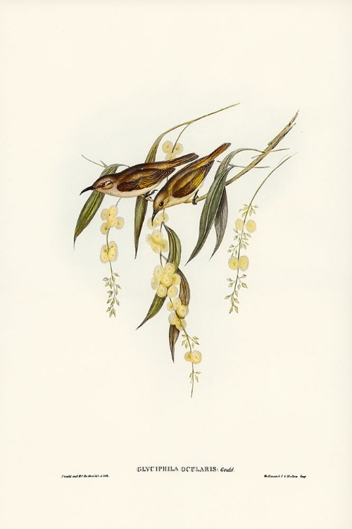 Picture of BROWN HONEY-EATER-GLYCIPHILA OCULARIS