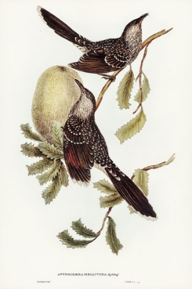 Picture of BRUSH WATTLE BIRD-ANTHOCHAERA MELLIVORA