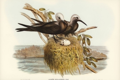 Picture of LESSER NODDY-ANOUS MELANOPS