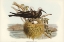 Picture of LESSER NODDY-ANOUS MELANOPS