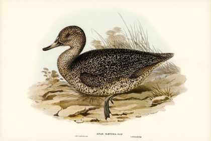 Picture of FRECKLED DUCK-ANUS NAEVOSA