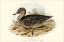 Picture of FRECKLED DUCK-ANUS NAEVOSA