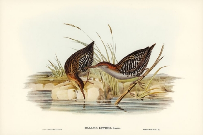 Picture of LEWINS WATER RAIL-RALLUS LEWINII